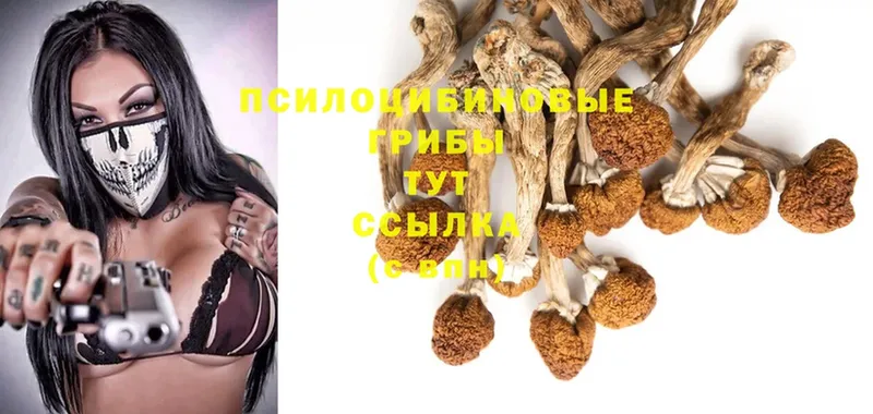 МЕГА маркетплейс  shop формула  Псилоцибиновые грибы Magic Shrooms  закладки  Белозерск 